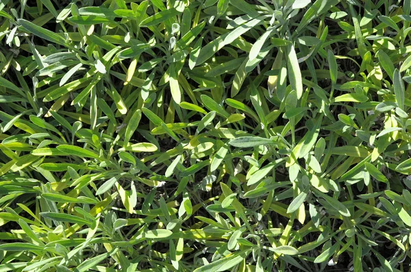 Textura de hoja de hierba —  Fotos de Stock
