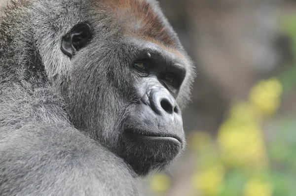 One Adult Black Gorilla — Stock Photo, Image