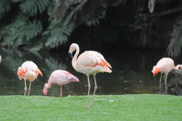 床にピンクのフラミンゴの鳥 — ストック写真