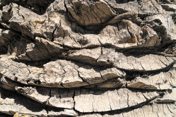 Dokulu palmiye ağacı — Stok fotoğraf