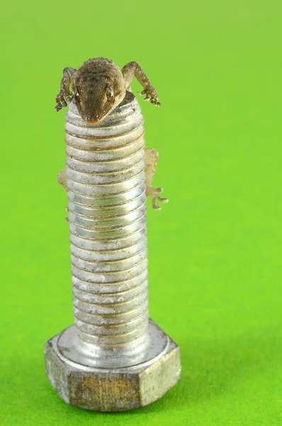 Lagarto gecko e parafuso — Fotografia de Stock