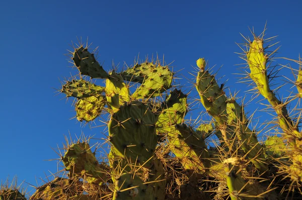 Green Prickly Pear Cactus Leaf — Stock Photo, Image