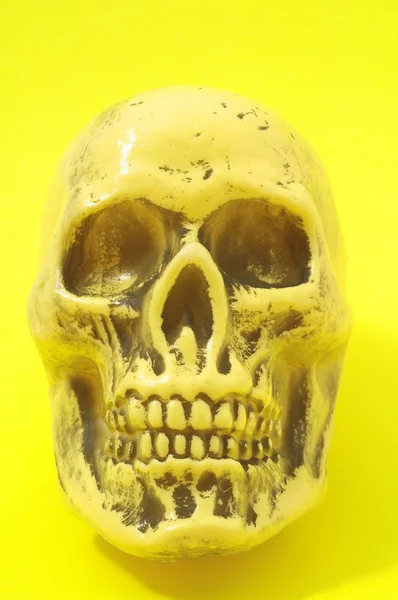 Cráneo amarillo — Foto de Stock