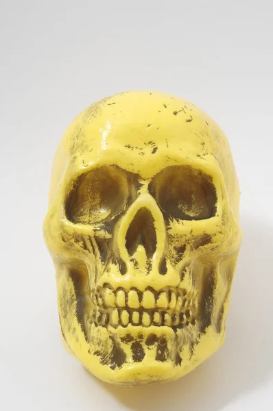 Gele schedel — Stockfoto