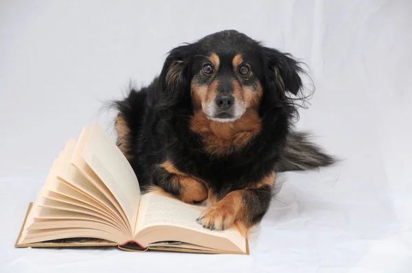 Cão de leitura — Fotografia de Stock