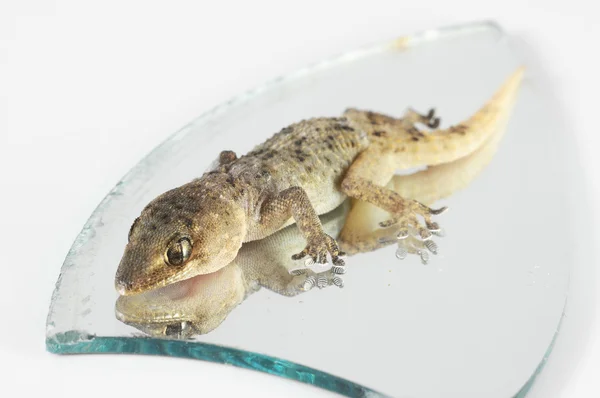 Un pequeño lagarto Gecko y espejo — Foto de Stock