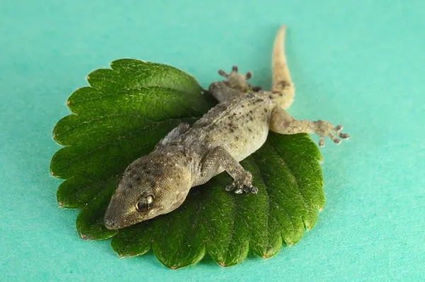 Gecko Kertenkele ve Yaprak — Stok fotoğraf