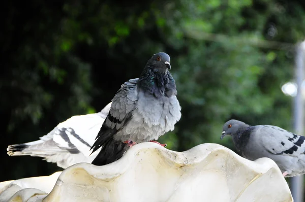 Taube auf einem Marmorbrunnen — Stockfoto