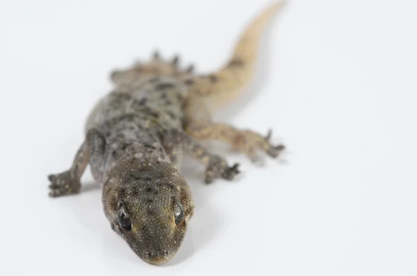 Gecko jaszczurka — Zdjęcie stockowe