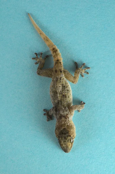 Szary gecko jaszczurka — Zdjęcie stockowe