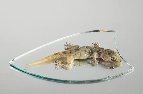 Pequeno lagarto Gecko e espelho — Fotografia de Stock
