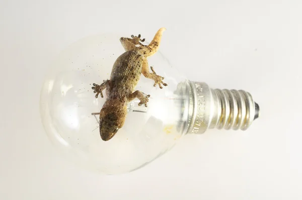 Gecko kertenkele ve ampul — Stok fotoğraf