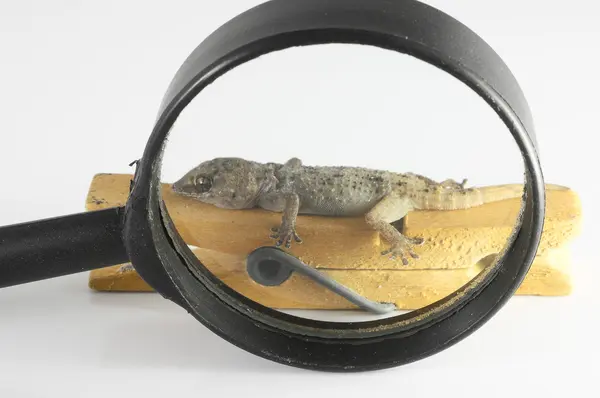 Pequeno lagarto Gecko e Loupe — Fotografia de Stock
