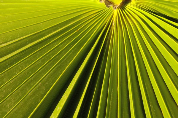 緑のヤシの葉 — ストック写真
