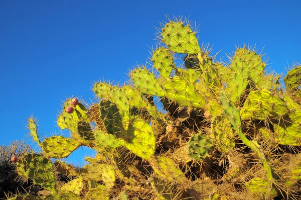 Gröna fikonkaktus kaktusar blad — Stockfoto