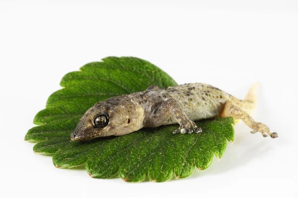 Gecko ödla och blad — Stockfoto