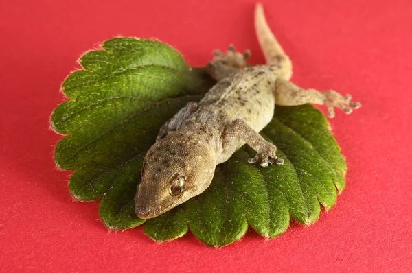 Gecko Lézard et Feuille — Photo