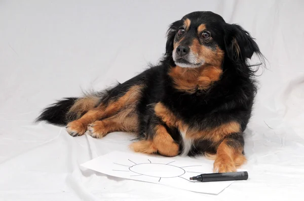 Drawing Dog — Stock Photo, Image