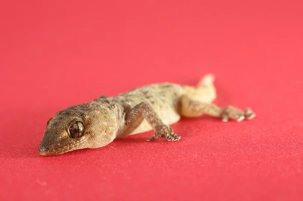 Szary gecko jaszczurka — Zdjęcie stockowe