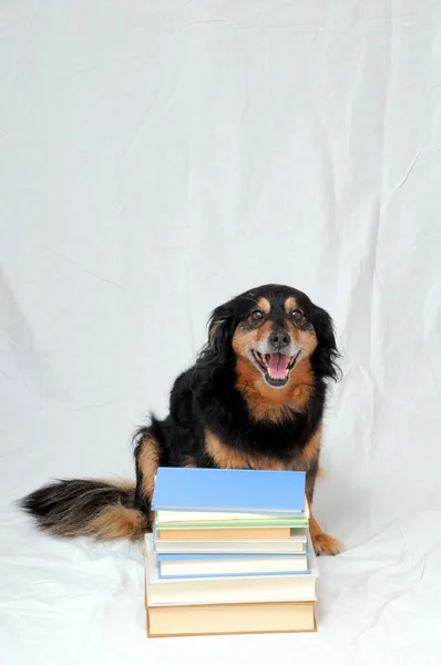 Reading Dog — Stock Photo, Image