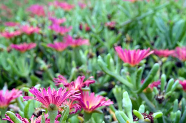 Gekleurde bloemen — Stockfoto