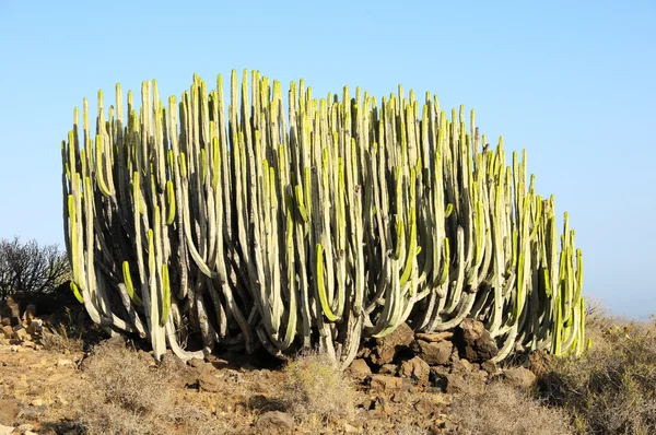 Grön big kaktus i öknen — Stockfoto