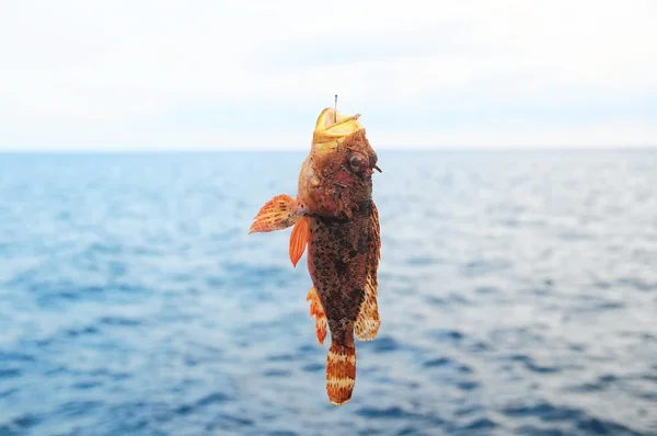 Peixe do mar de rocha vermelho — Fotografia de Stock