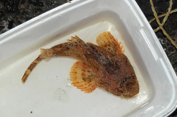 Red Rock Sea Fish — Stock Photo, Image