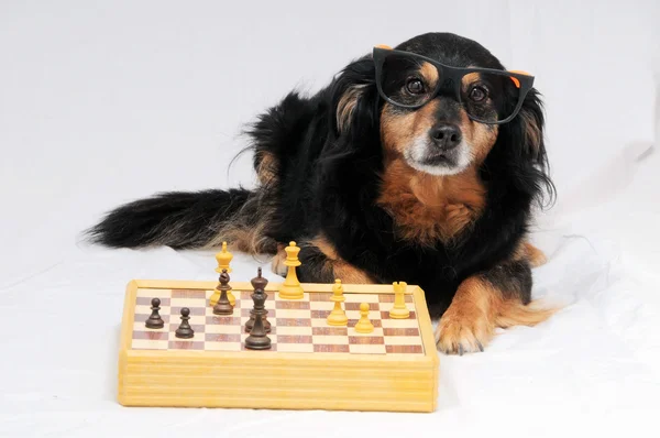 Smart hund spelar schack — Stockfoto