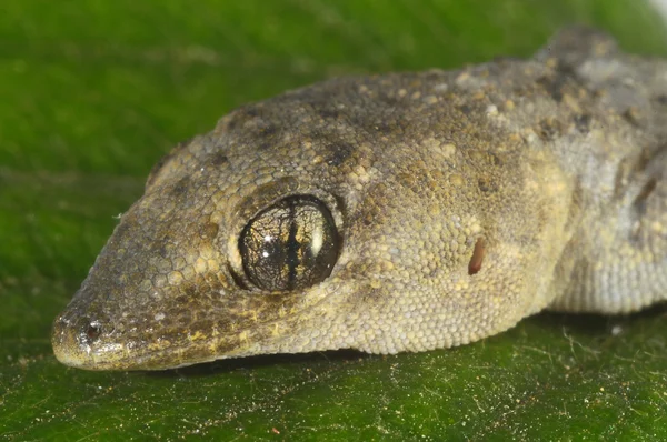 Gecko ještěrka a list — Stock fotografie