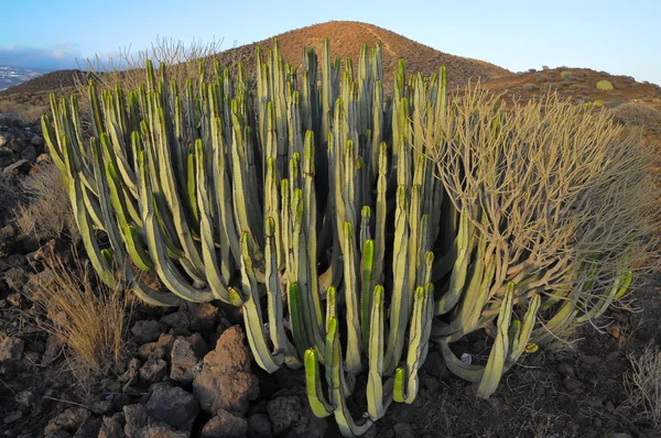 Sukkulenter Pflanzenkaktus in der trockenen Wüste — Stockfoto