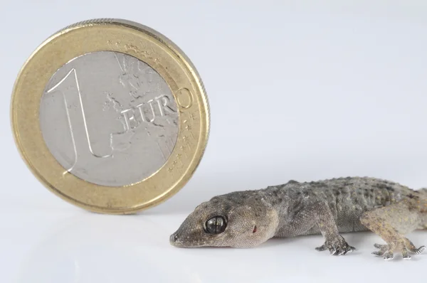 Gecko kertenkele ve madeni para — Stok fotoğraf