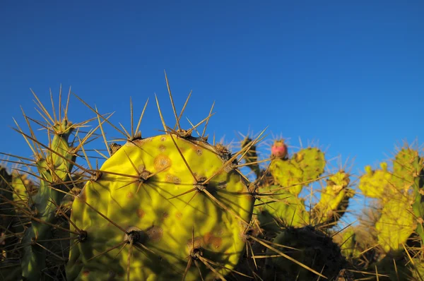 Gröna fikonkaktus kaktusar blad — Stockfoto