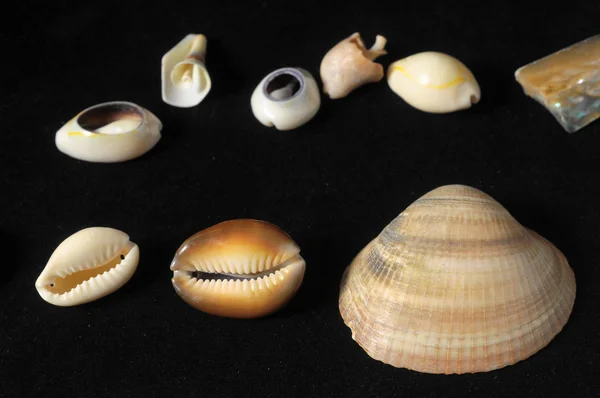 Sea Shell — Stock Photo, Image