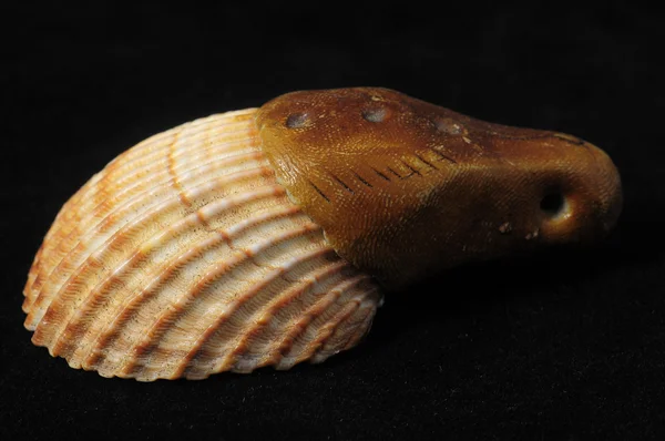 Sea Shell — Stock Photo, Image