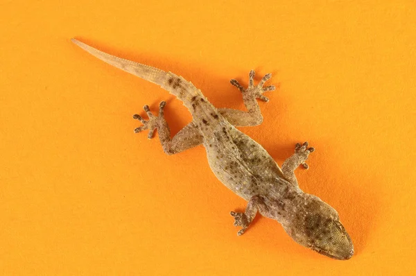 Grijze gecko hagedis — Stockfoto