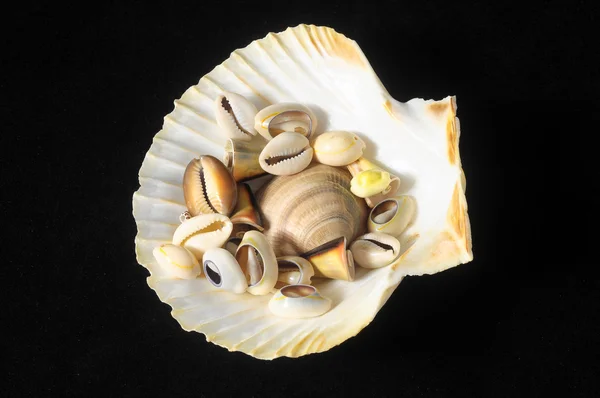 Sea Shell — Stock Photo, Image