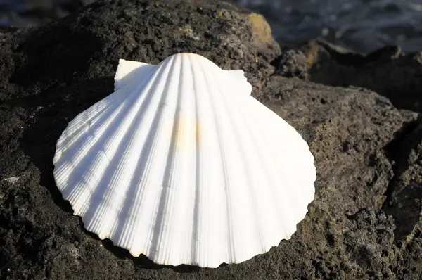 Concha do mar de calcário — Fotografia de Stock