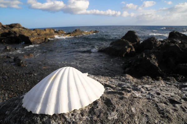 Concha do mar de calcário — Fotografia de Stock