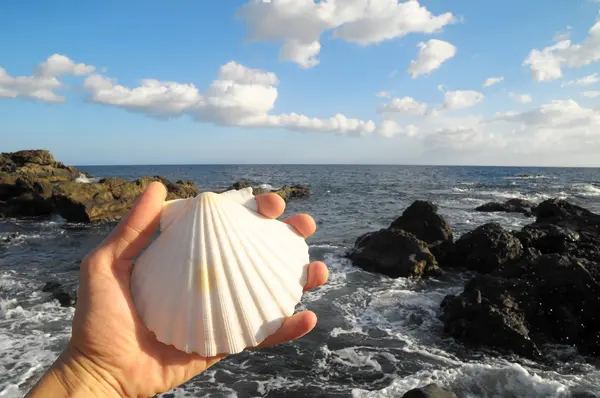 Conchiglia marina calcarea — Foto Stock