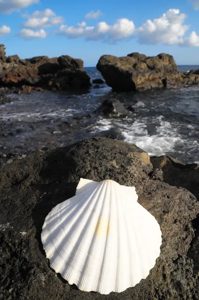 石灰石海贝壳 — 图库照片