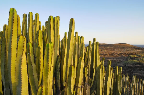 乾燥した砂漠に多肉植物サボテン — ストック写真