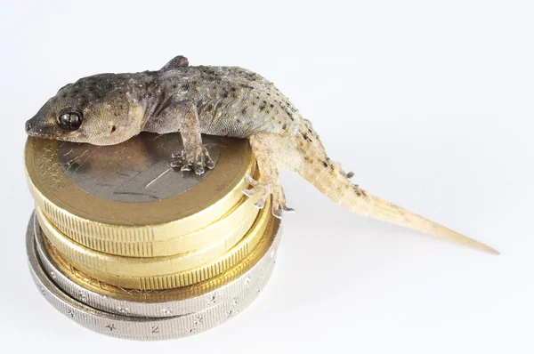 Gecko-Eidechse und Münze — Stockfoto