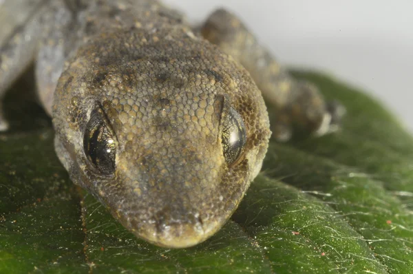 Jaszczurka i liść Gecko — Zdjęcie stockowe