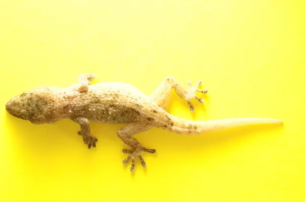 สีเทา Gecko Lizard — ภาพถ่ายสต็อก