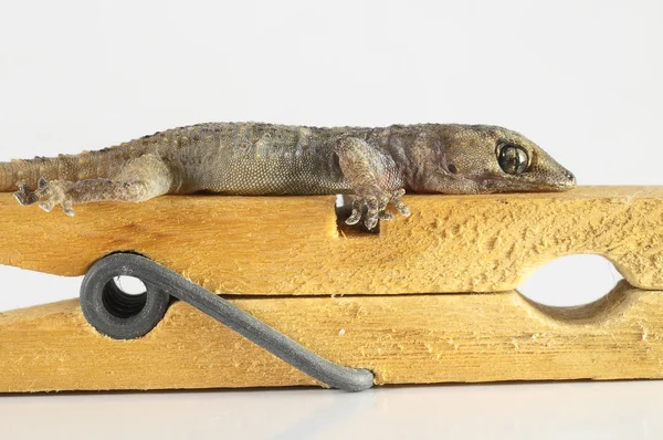 Gecko Kertenkele ve Clothespi — Stok fotoğraf