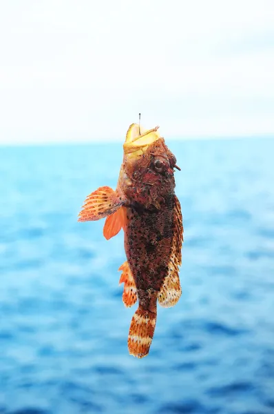 ปลาทะเลหินแดง — ภาพถ่ายสต็อก