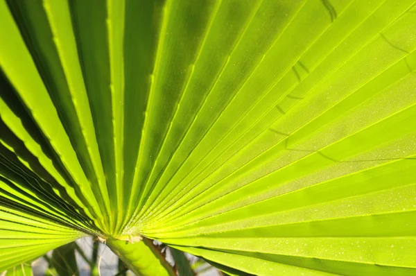 Feuilles de palmier vert — Photo