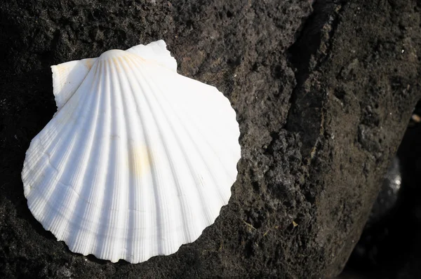 Concha do mar de calcário — Fotografia de Stock