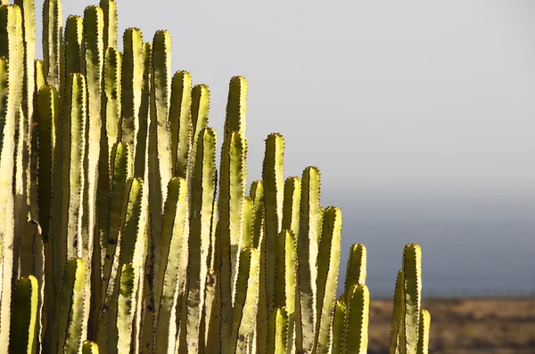 Зеленый большой кактус в пустыне — стоковое фото
